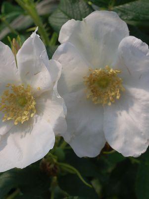 Rosa rugosa Alba