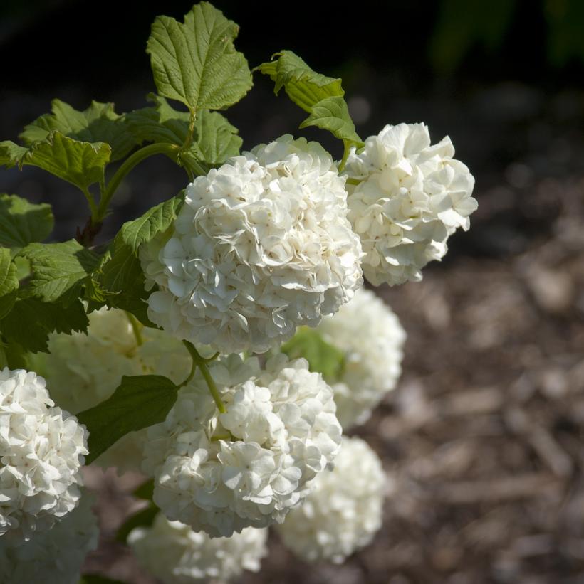 Viburnum opulus Roseum