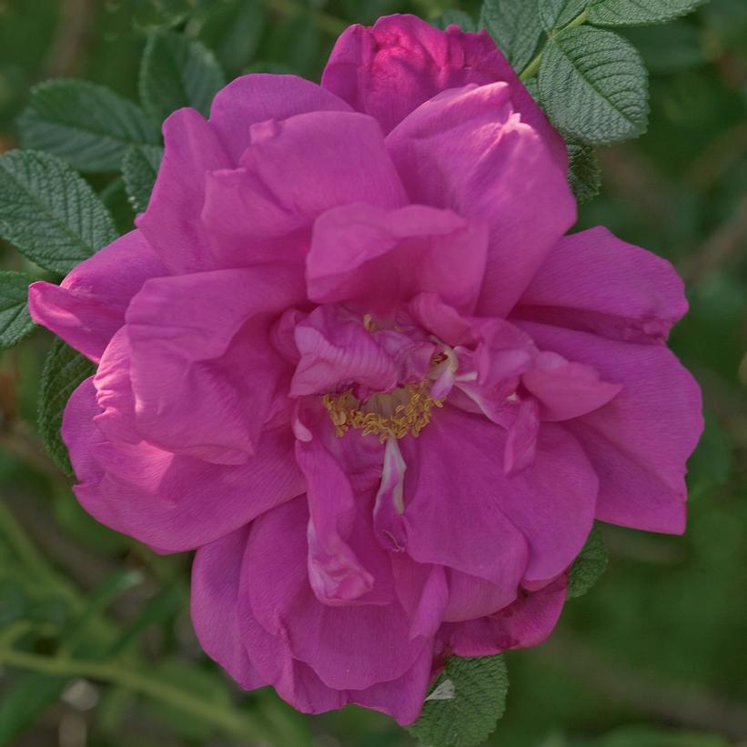 Rosa rugosa Purple Pavement
