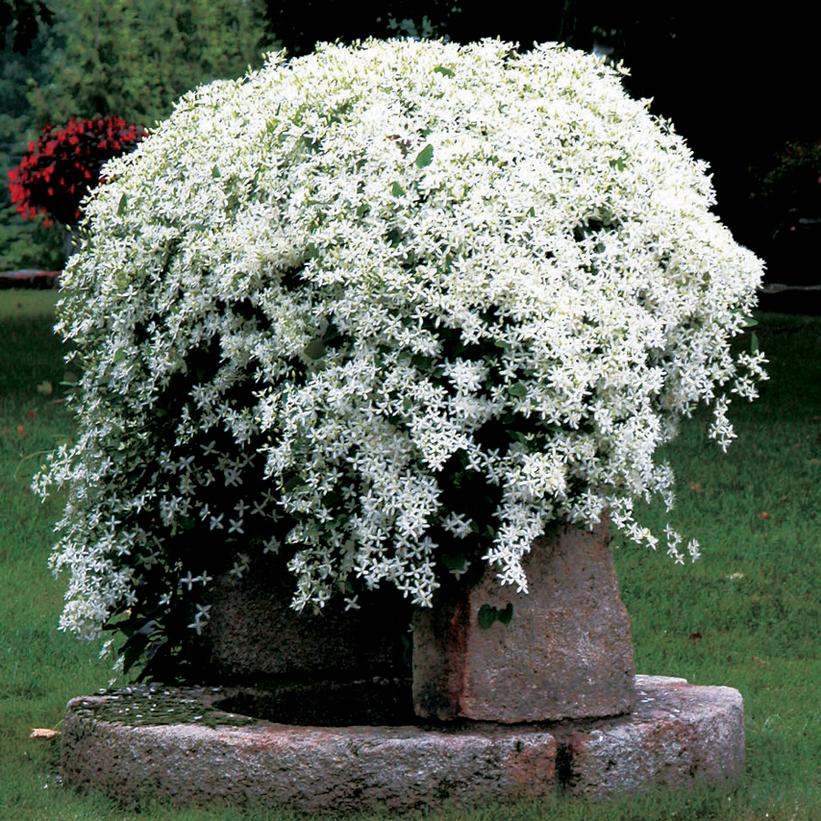 Clematis paniculata