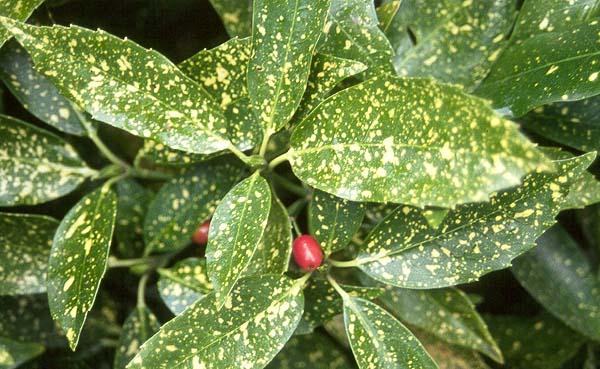 Aucuba japonica 'Variegata' - Gold Dust