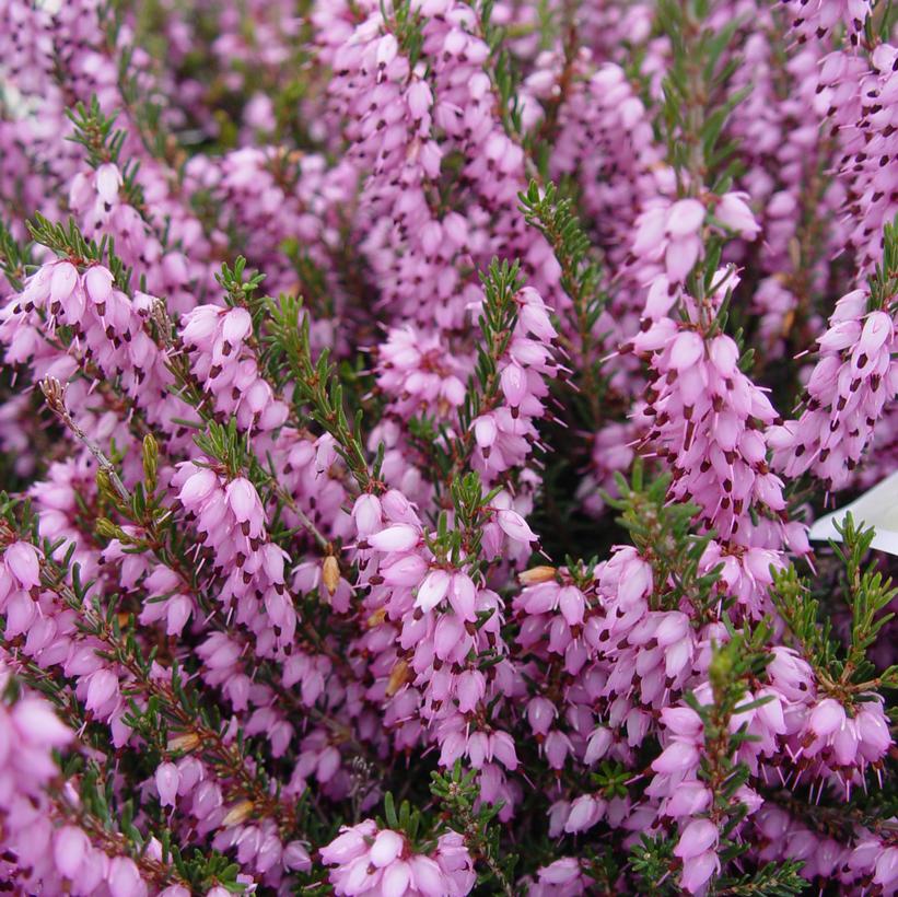 Erica carnea Pink