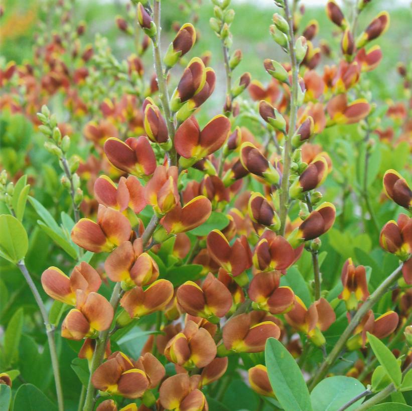 Baptisia hybrid Decadence® Decadence® Cherries Jubilee