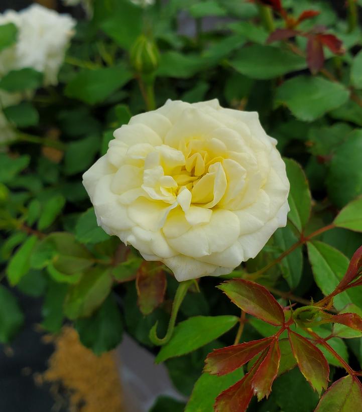 Rosa White Drift®