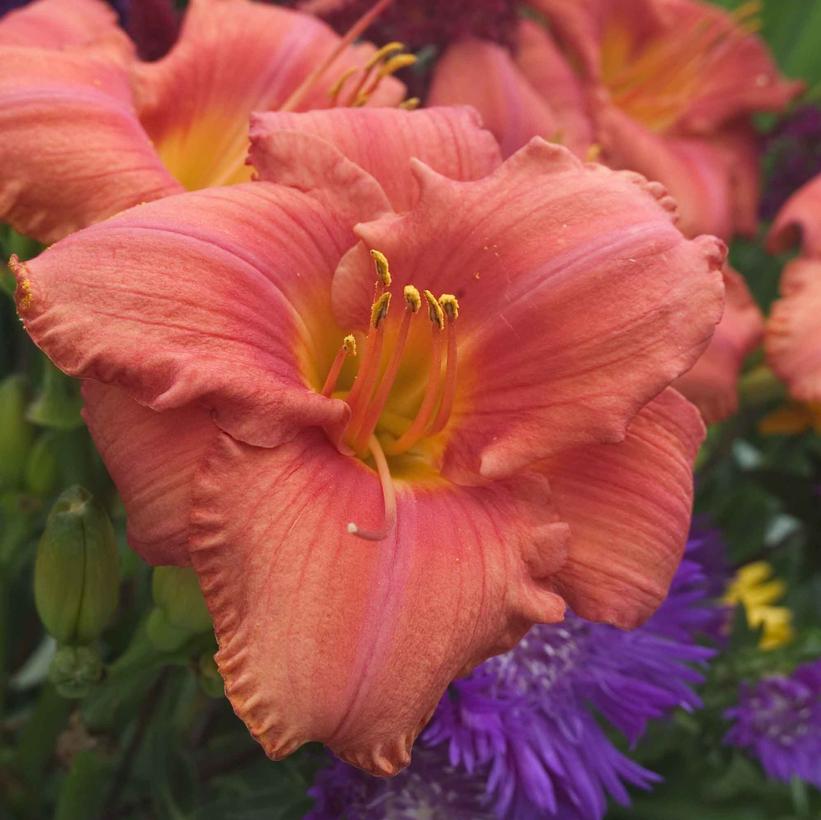 Hemerocallis 'South Seas'