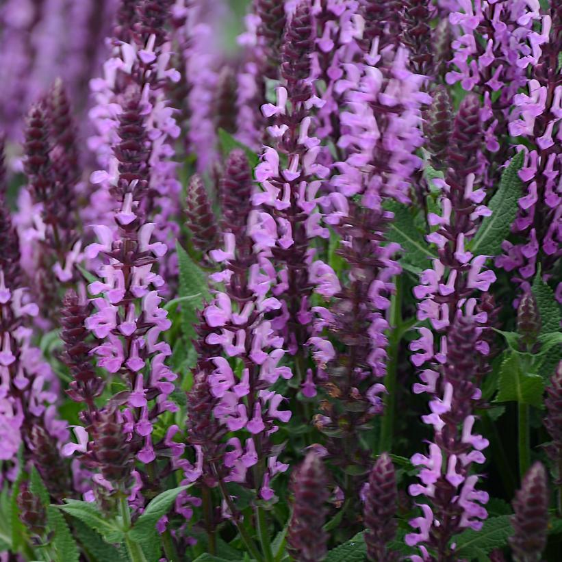 Salvia nemerosa 'Pink Profusion'