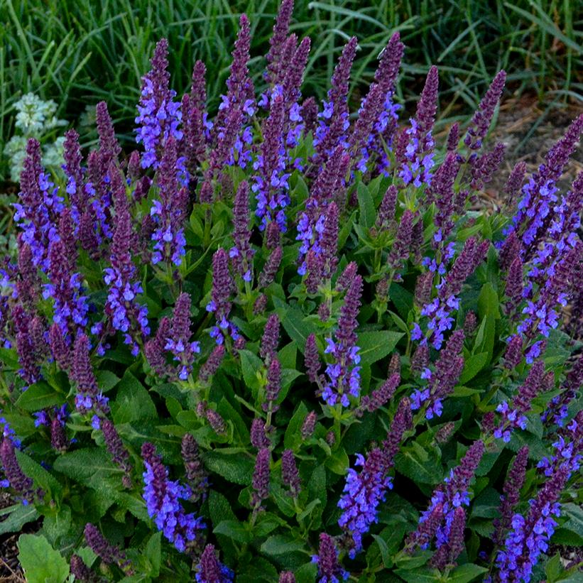 Salvia nemerosa 'Violet Profusion'