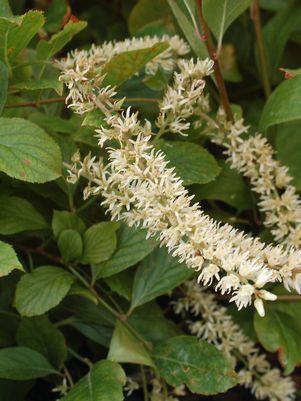 Itea virginica Little Henry®