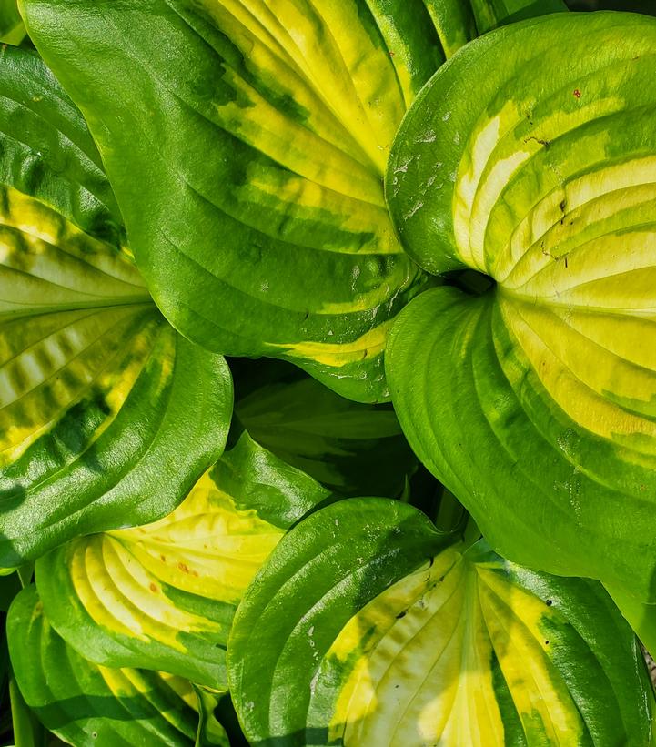 Hosta 'Avocado'