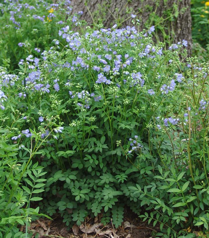 Polemonium reptans