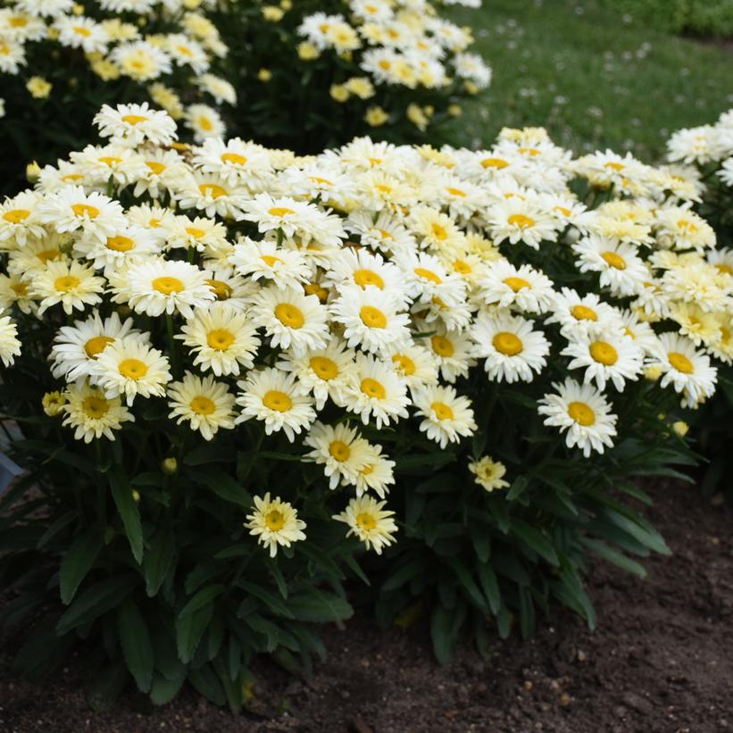 Leucanthemum Amazing Daisies® 'Banana Cream II'