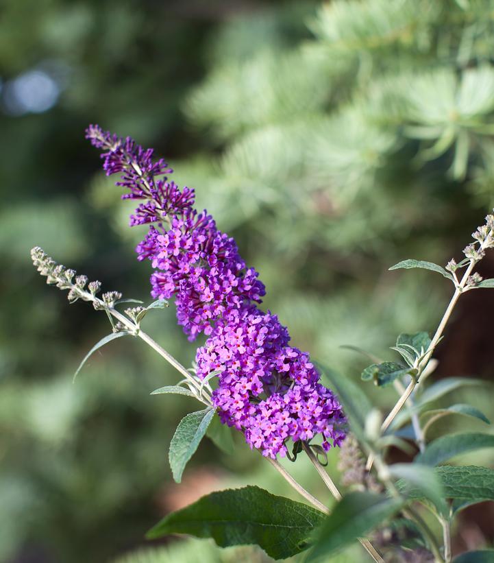 Buddleia davidii Psychedelic Sky™