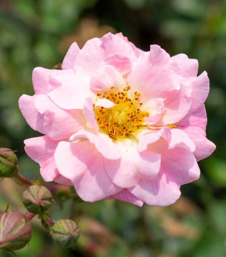 Rosa Blushing Drift®