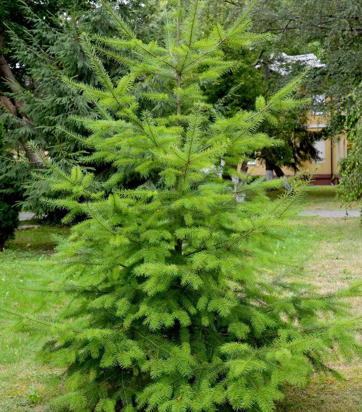 Pseudotsuga menziesii