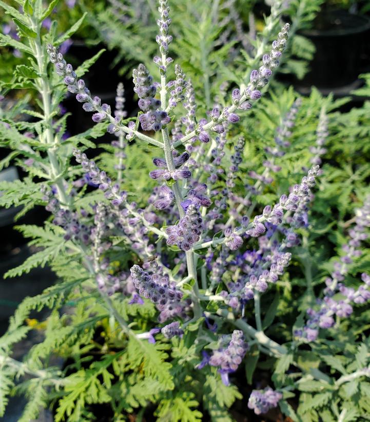 Perovskia atriplicifolia