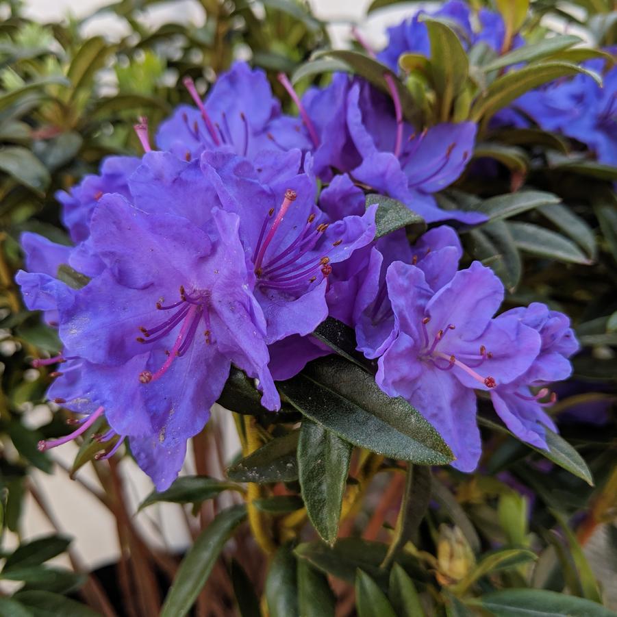 Rhododendron X 'Blue Baron' - Blue Baron Rhododendron from Prides Corner Farms