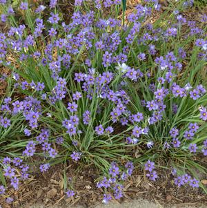 Image courtesy of Walters Gardens