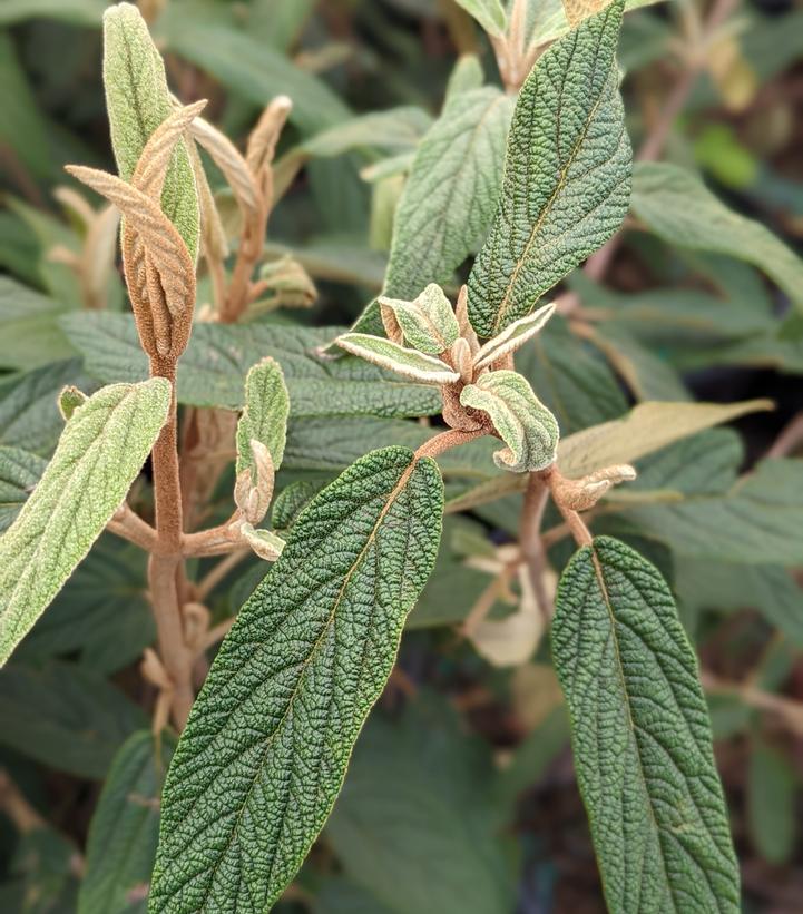 Viburnum rhytidophyllum