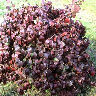 Image courtesy of Plants Nouveau