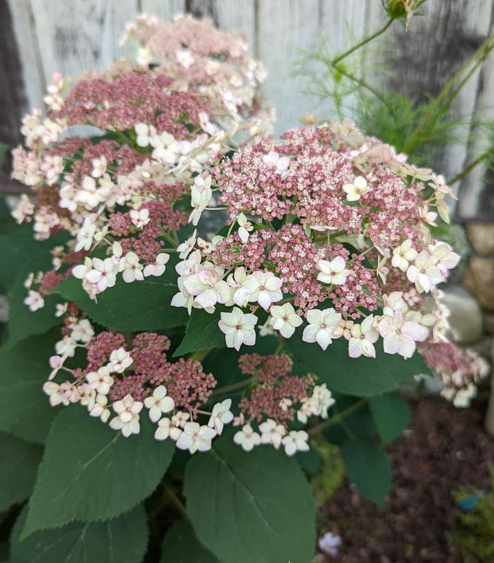 Hydrangea arborescens 'Pinky Pollen Ring™' - Smooth Hydrangea from Prides Corner Farms