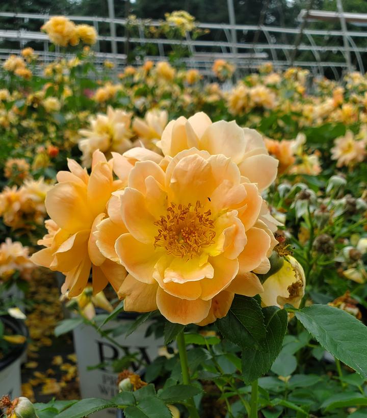 Image Credit: Prides Corner Farms