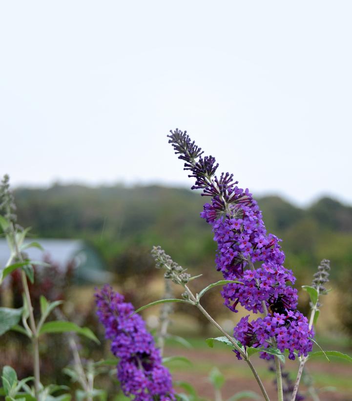 Image courtesy of Bailey Nurseries