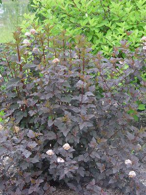 Physocarpus opulifolius Diabolo