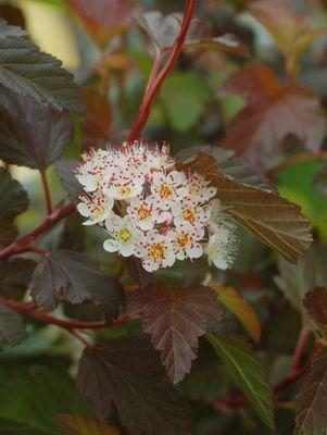 Physocarpus opulifolius Summer Wine®