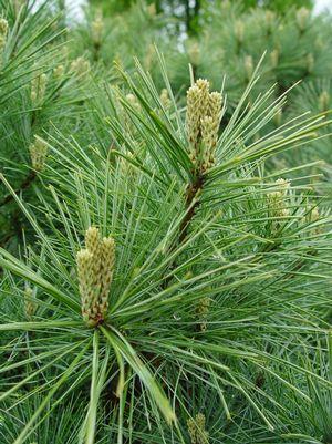 Pinus strobus