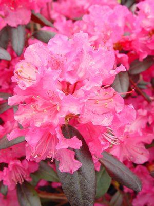 Rhododendron Landmark