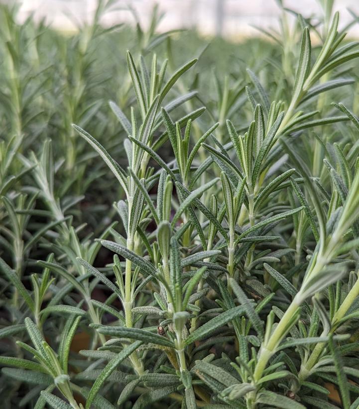 Rosmarinus officinalis 'Arp'