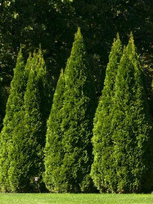 Thuja occidentalis 'Smaragd'