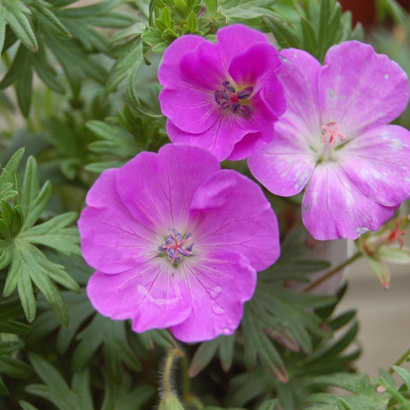 Geranium sanguineum New Hampshire