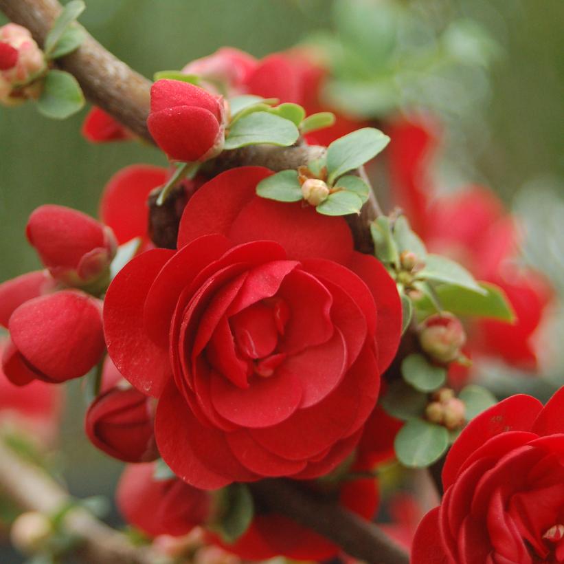 Chaenomeles speciosa Double Take® Scarlet