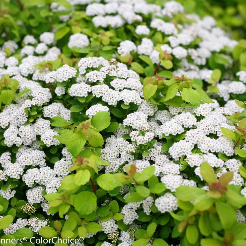Spiraea betufolia Glow Girl®