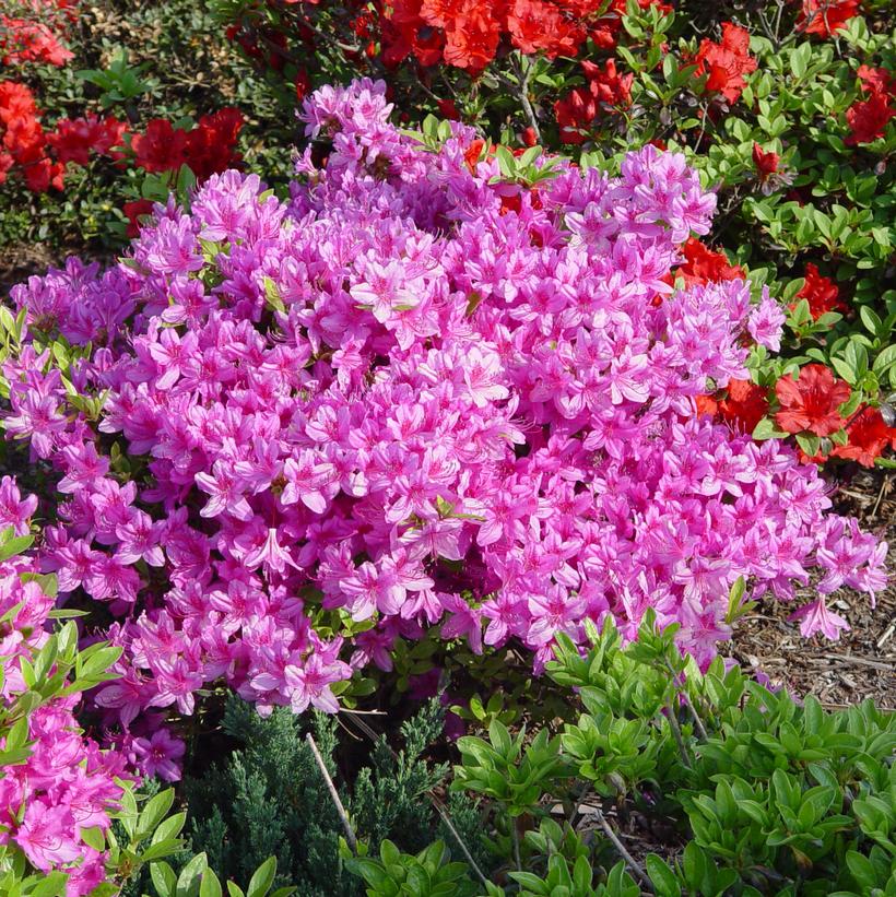 Azalea 'Karen'