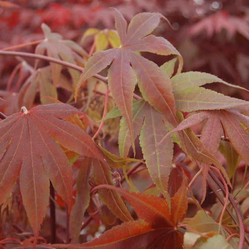 Acer palmatum 'Bloodgood'