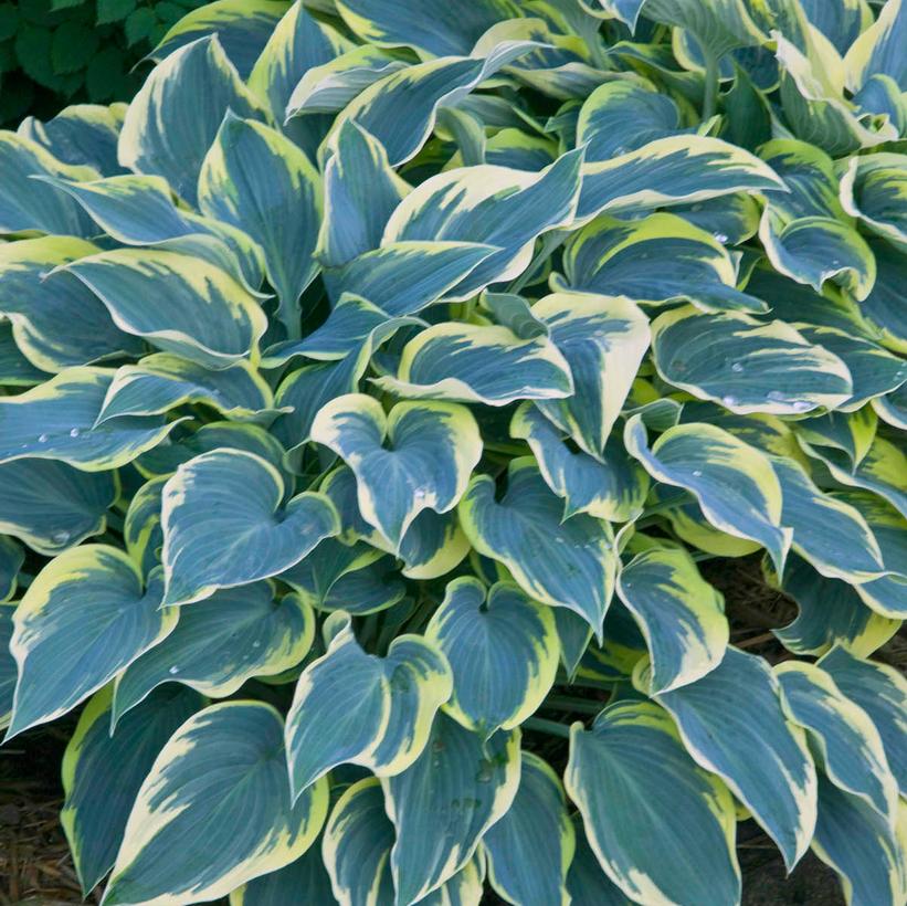Hosta First Frost