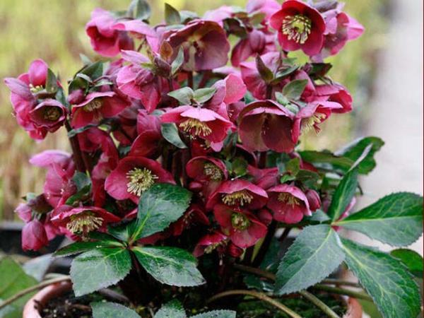 Helleborus Frostkiss® Anna's Red