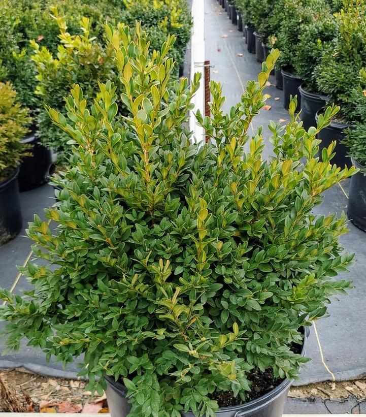 Buxus microphylla var. japonica Green Velvet