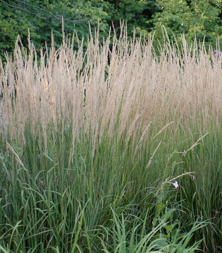 Calamagrostis a. Karl Foerster