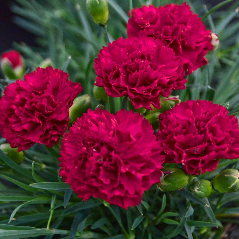 Dianthus hybrid Fruit Punch® Fruit Punch® Cranberry Cocktail