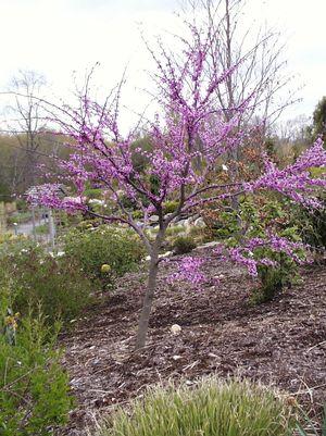 Cercis canadensis 'Forest Pansy'