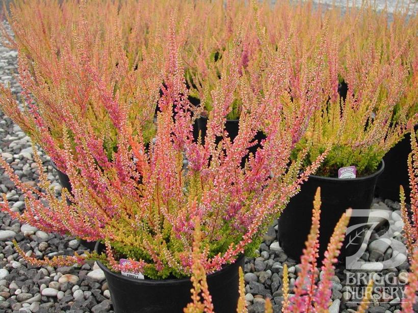 Calluna vulgaris Firefly