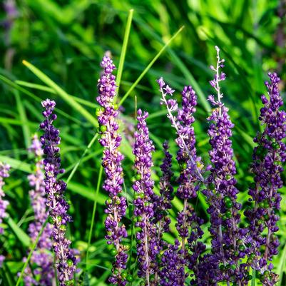 Liriope spicata
