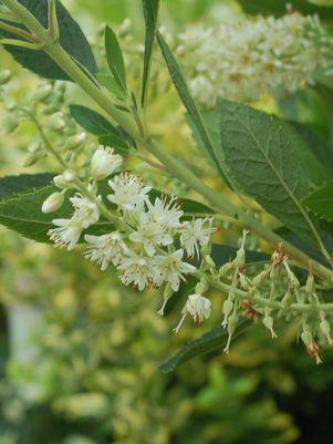 Clethra alnifolia 'Hummingbird'