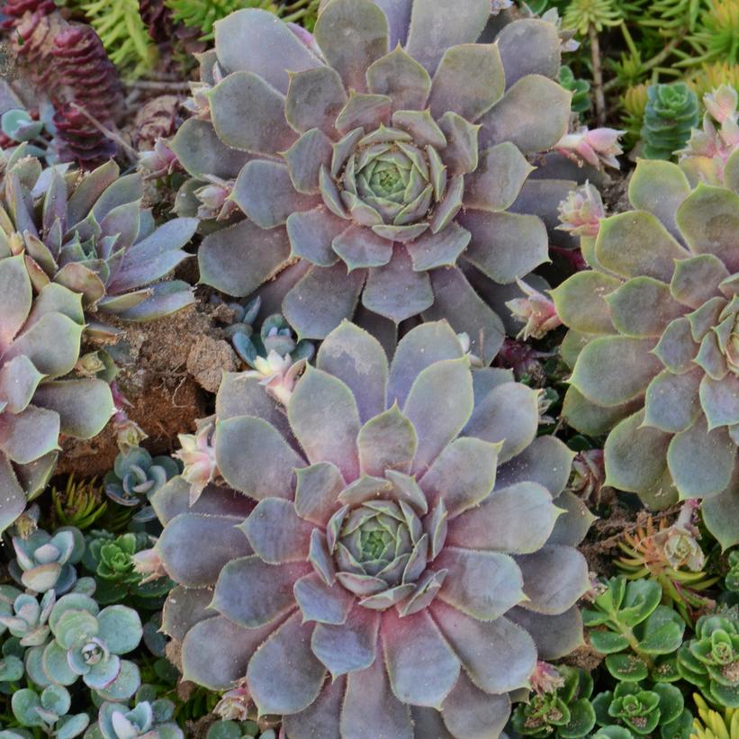 Sempervivum 'Pacific Blue Ice'