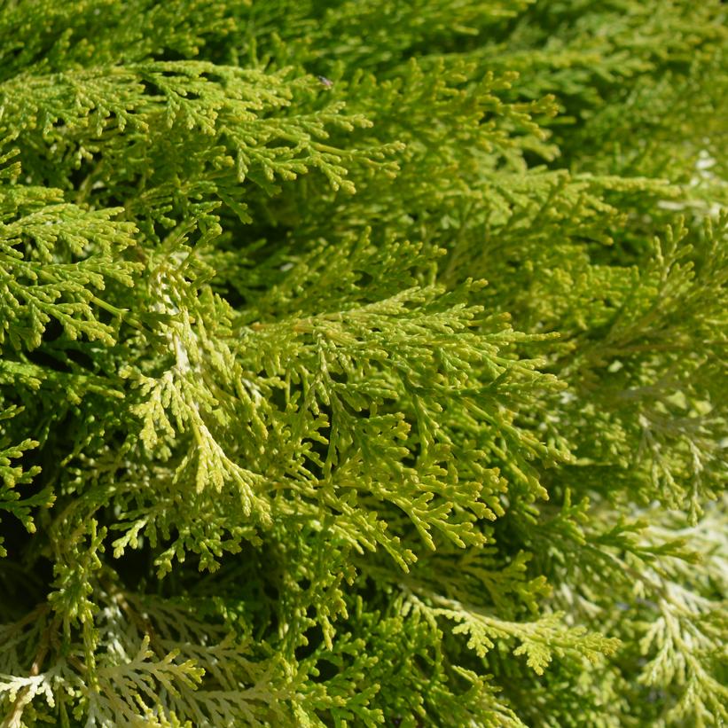 Chamaecyparis obtusa Night Light™