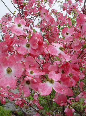 Cornus florida Cherokee Brave™