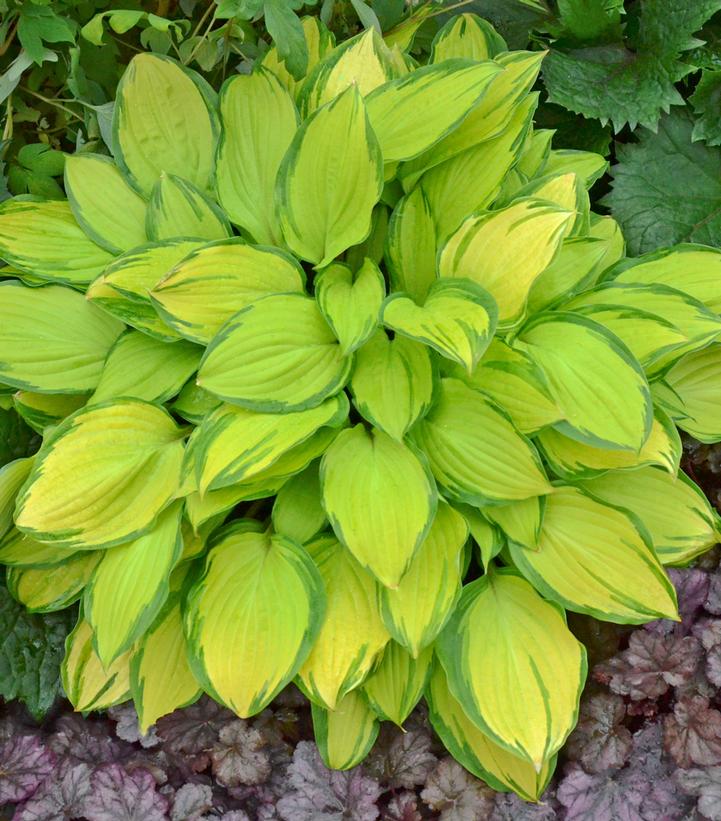 Hosta 'Island Breeze'